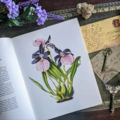 可愛いお花のアンティーク絵本❀洋書 ビンテージ ドイツ 古書　ボタニカル　額装 可愛いお花のアンティーク絵本❀洋書 ビンテージ ドイツ 古書