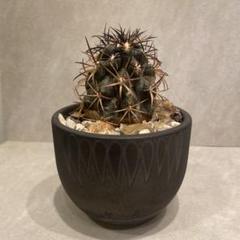 VALIEM bitter used 中古品 valiem devil bitter Sサイズ 中古 バリエム 鉢 陶器鉢｜Yahoo