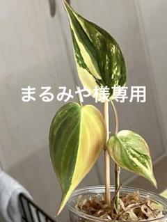 2025年最新】ミカンス 斑入りの人気アイテム - メルカリ