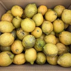 農薬不使用 リスボンレモン 広島県産 10kgのサムネイル