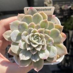 メキシコスノーボール錦　多肉植物　エケベリア　白覆輪　葉っぱ沢山　大苗 多肉図鑑】メキシカンスノーボール（エケベリア属）