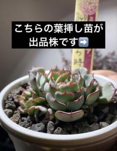 ミックスベリア　おらいさん苗　ヴィンテージレター　札付き　割引中 ヴィンテージレター おらいさん苗 ミックスベリア ポットごと