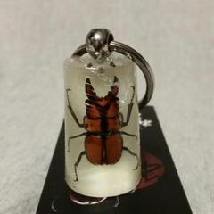 昆虫 標本 レジンの中古 未使用品を探そう メルカリ 昆虫 標本 レジンの中古 未使用品を探そう メルカリ