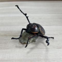 2025年最新】テナガコガネの人気アイテム - メルカリ