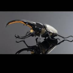 ヘラクレスオオカブト 虫 標本 ヘラクレス リッキー セプテン