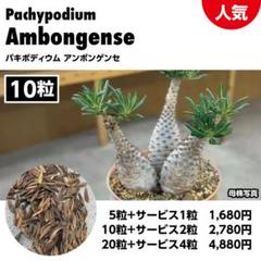 パキポディウム アンボンゲンセ 希少種子 10粒＋サービス2粒 7/8