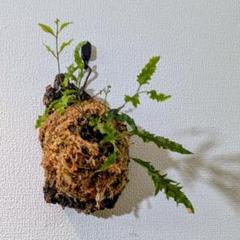 値下げドリナリア リギデュラ ドリナリアリギデュラホワイティ 7/11撮影 | BB Plants Store
