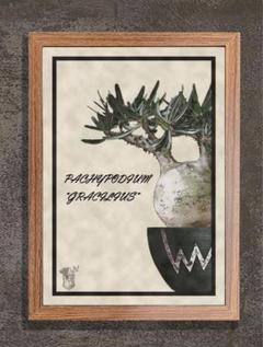 ボタナイズ　バナケン　ブランドロゴ　点描画　絵　ポスター　塊根植物　多肉植物 塊根植物ブランド「BOTANIZE」 、7月14日から15日まで開催の植物
