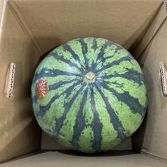 0233千葉県産丸朝大玉スイカ良品6Lサイズ1箱1玉入り - メルカリ