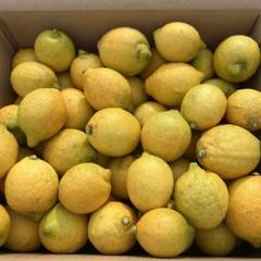 農薬不使用 レモン 10kg 広島県産のサムネイル