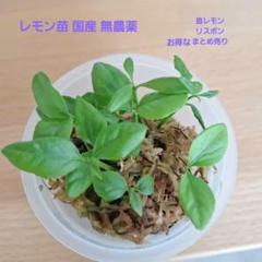 レモン苗 国産 無農薬 レモン苗木 リスボン まとめ売りのサムネイル