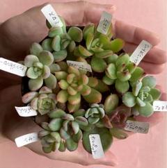 2025年最新】多肉植物オルペットの人気アイテム - メルカリ