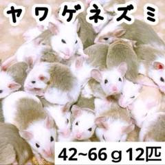 冷凍ヤワゲネズミ プチラット42~66g12匹AH - メルカリ