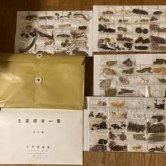 2025年最新】生薬 標本の人気アイテム - メルカリ