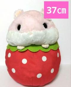 Amazon.co.jp: Amuse アミュファン(AMUFUN) ころはむコロンBIG