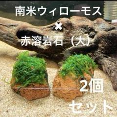 流木溶岩石(南米ウィローモス活着済) ☆育成済☆ 南米ウィローモス 流木 Sサイズ(約15cm)(水中葉)(無