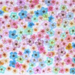 【訳あり】押し花素材：コデマリ（ 655 レジン パーツ ネイル 花材）