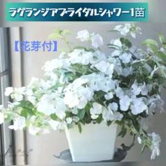宿根草 純白【花芽付】紫陽花 ラグランジア『ブライダルシャワー』ポット苗で発送♪のサムネイル