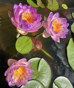 クワンタラ 睡蓮 苗 脇芽 亜属間交配 耐寒性 メダカ ビオトープ