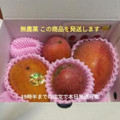 沖縄　無農薬マンゴー　3.2キロ 楽天市場】沖縄県より産地直送 JAおきなわ 完熟沖縄マンゴー 秀