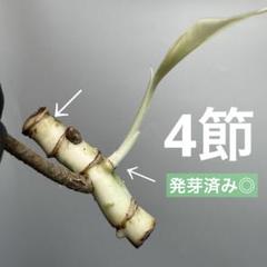 2025年最新】茎伏せ用の人気アイテム - メルカリ