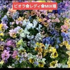 【メルカリ便】　ビオラ　レディ　花　苗 2025年最新】ビオラレディ苗の人気アイテム - メルカリ