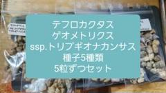2025年最新】ゲオメトリクスの人気アイテム - メルカリ