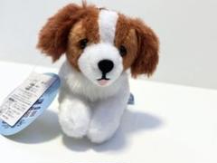 コーイケルホンディエ おでこちゃん おすわりぬいぐるみ コーイケルホンディエのおでこちゃん おすわり ぬいぐるみ