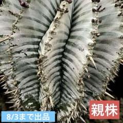 ユーフォルビア ホリダ Ver.ゲレンデ 神白・極ゼブラ・焦茶の