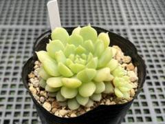 ちょこん　札付きポットごとメルカリ便ミックスベリアおらいさん苗 ちょこん札付きポットごとメルカリ便おらいさん苗ミックスベリア
