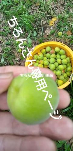 青梅 白加賀 B級品 20キロ （【白加賀・青梅】自然栽培 農薬
