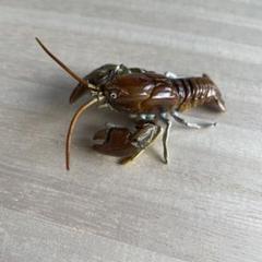 週刊　日本の天然記念物　全巻セット 週刊 日本の天然記念物 動物編 全巻全フィギュアセット 全巻セット