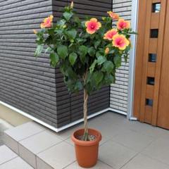 鉢花　ハイビスカス　ミセスユミ　スタンド仕立て　ねじり仕立て ８号鉢 m16662514510_1.jpg?1751375983