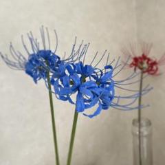 彼岸花　青　曼珠沙華