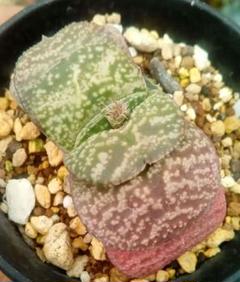 メルカリ便発送&ロウルサンコさんラベル付き☆多肉植物 ガステリア 臥牛 王頭 メルカリ便発送&ロウルサンコさんラベル付き☆多肉植物