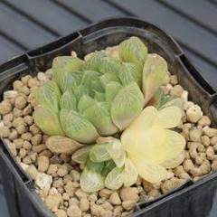 ハオルチア 淡いピンク氷砂糖　糊斑 多肉植物 ハオルチア ピンクゴールドオブツーサ錦 2頭並立 糊斑