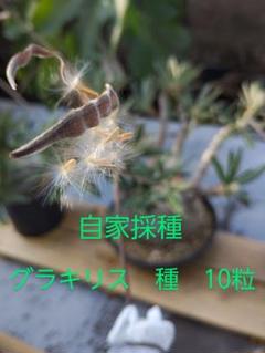 自家採種 パキポディウム グラキリス 種 10粒 おまけ1粒 - メルカリ