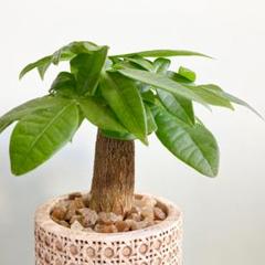 メルカリで売れた植物の梱包方法・発送方法を解説！ - お役立ち