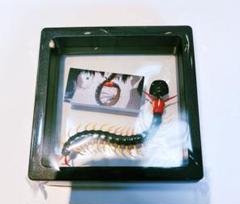 憂*鬱様 美品 東京喰種 ムカデ イヤーラップ ALGERNON PRODUCT 東京喰種トーキョーグール イヤーラップ＆ピアス 金木研