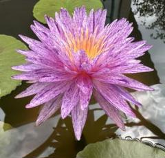 睡蓮　ダイヤモンドクラウン 水生植物 ダイヤモンドクラウン 睡蓮 苗 脇芽 メダカ ビオトープ - メルカリ