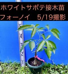 ❶モルツビー ホワイトサポテ接木苗　耐寒性 熱帯果樹ホワイトサポテ 接木苗 モルツビー - 植物と雑貨の
