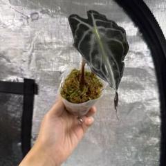 アロカシア ヴェノム Alocasia 'Venom' 管理番号m19ラスト