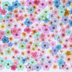 【訳あり】押し花素材：コデマリ（ 656 レジン パーツ ネイル 花材）