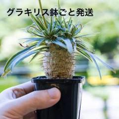 パキポディウム グラキリス 実生株 陶器鉢ごと発送 良型3分岐 パキポディウム グラキリス 実生株 陶器鉢ごと発送 良型3分岐