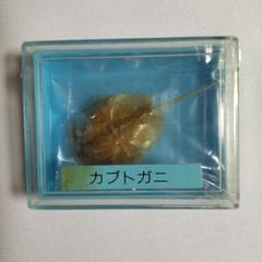 2025年最新】カブトガニ 標本の人気アイテム - メルカリ
