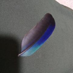 鳥の羽根 ⭐️ブッポウソウ 羽根 綺麗