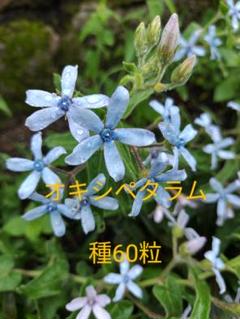ブルースター 苗の中古 未使用品を探そう メルカリ ブルースター 苗の中古 未使用品を探そう メルカリ