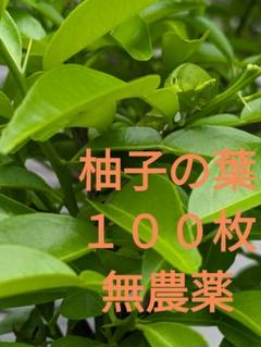 2025年最新】柚子の葉の人気アイテム - メルカリ