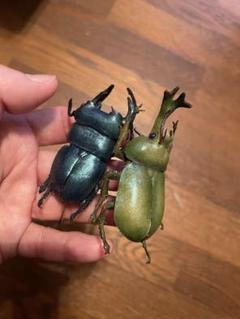 レザー　昆虫　ブローチ　博物フェス　クワガタ　カブトムシ　リアル　ラメ　キラキラ m17036346039_1.jpg?1679647346