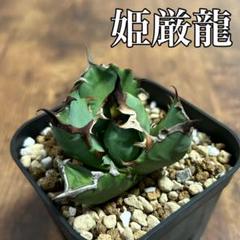 【美株】アガベ チタノタ 姫厳竜 コンパクトOC株 ※鉢のまま発送 アガベ チタノタ ドワーフ 姫厳竜 鉢セット - 観葉植物・生花